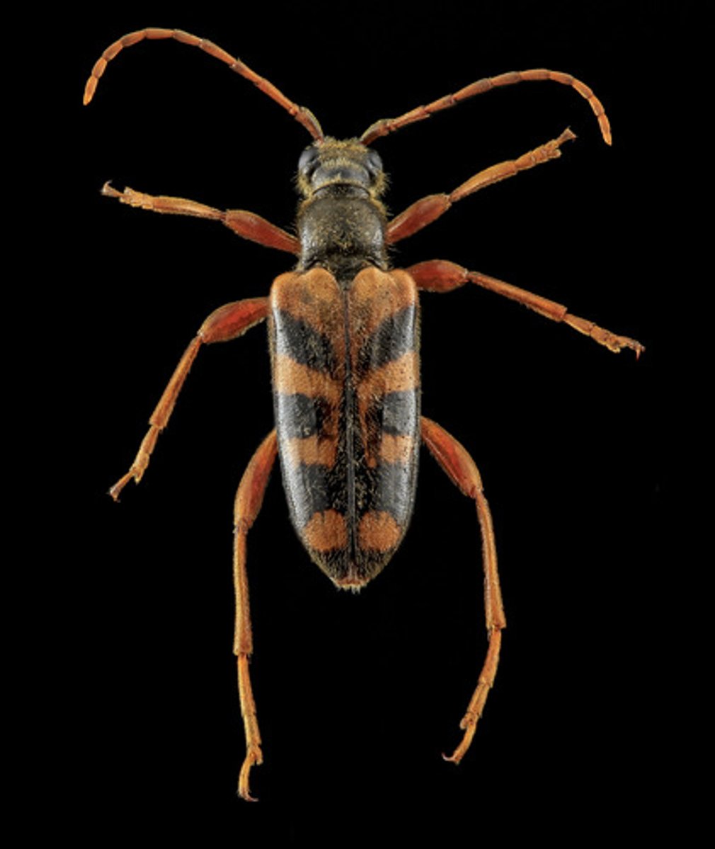 <p>Beetle Family</p>