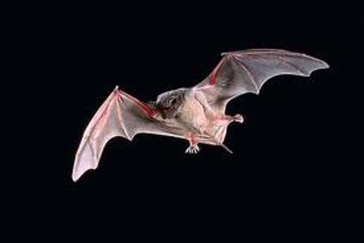 <p>bat</p>