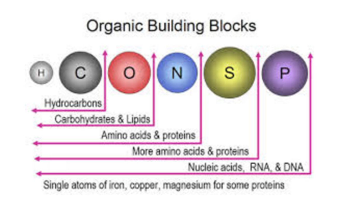 <p>Six elements (CHNOPS) that combine to form the building blocks of all known organisms.</p>