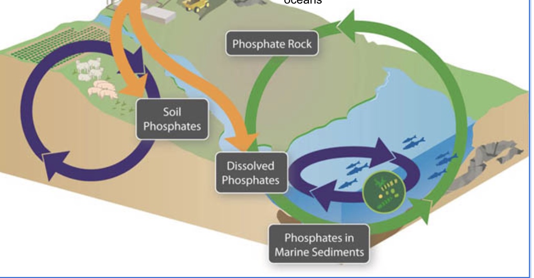 <p><span>Phosphorus is dissolved into water, taken up by primary producers, reused by consumers, and released via excretions. harvested by human for fertilizer</span></p>