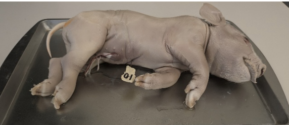 <p>What term best describes the location of the pin?</p>