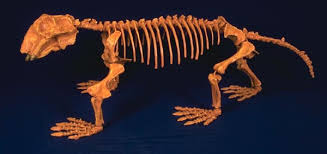 fish
amphibians
reptiles
birds
mammals