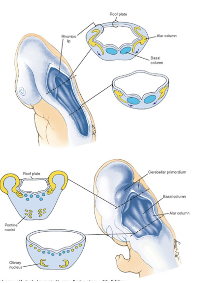 <ul><li><p>The formation of an enlarged cavity – the 4th ventricle –</p><ul><li><p>Floor &amp; roof communicate with subarachnoid spaces</p></li></ul></li><li><p>4th ventricle is very important – arachnoid forms a space called the subarachnoid space (space between trabeculae of arachnoid), and in this space we find CSF&nbsp;</p><ul><li><p>CSF is produced at level of plexuses &amp; released in ventricular cavities, but is also in subarachnoid spaces surrounding CNS – must be a connection between them</p><ul><li><p>This communication is <u>only at the level of the 4th ventricle</u> – important bc REALLY bad if some sort of obstruction</p></li></ul></li></ul></li><li><p>CSF flow — from lateral ventricle choroid plexuses to those of 3rd ventricle, then at level of 4th ventricle continues below to fill spinal canal &amp; at the same time exits into subarachnoid space, where there mostly absorbed by venous sinuses</p></li></ul>