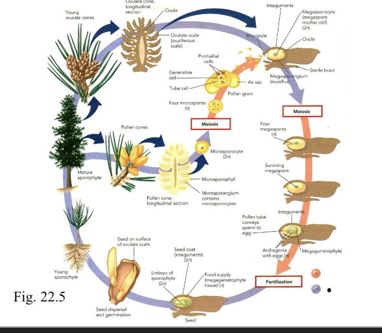 <p>-Not divided in halves, with gametophyte generation and sporophyte generation like ferns and mosses</p><p>-Gametophyte (pink) takes up smaller portion than sporophyte (blue) generation</p><p>-Meiosis produces spores, but spores don’t produce a plant. Instead, produce a gametophyte that lives inside sporophyte.</p><p>-For male, pollen grain and pollen tube</p><p>-For female, cluster of cells that surround egg called meagametophyte</p><p>-Embryo has dormant stage called the seed. When spore no longer established a plants the role of plant dispersal had to be taken over by embryo</p>