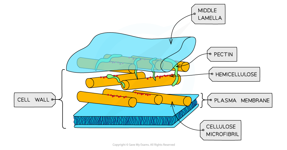 <p><mark data-color="yellow">Cell Wall</mark></p>