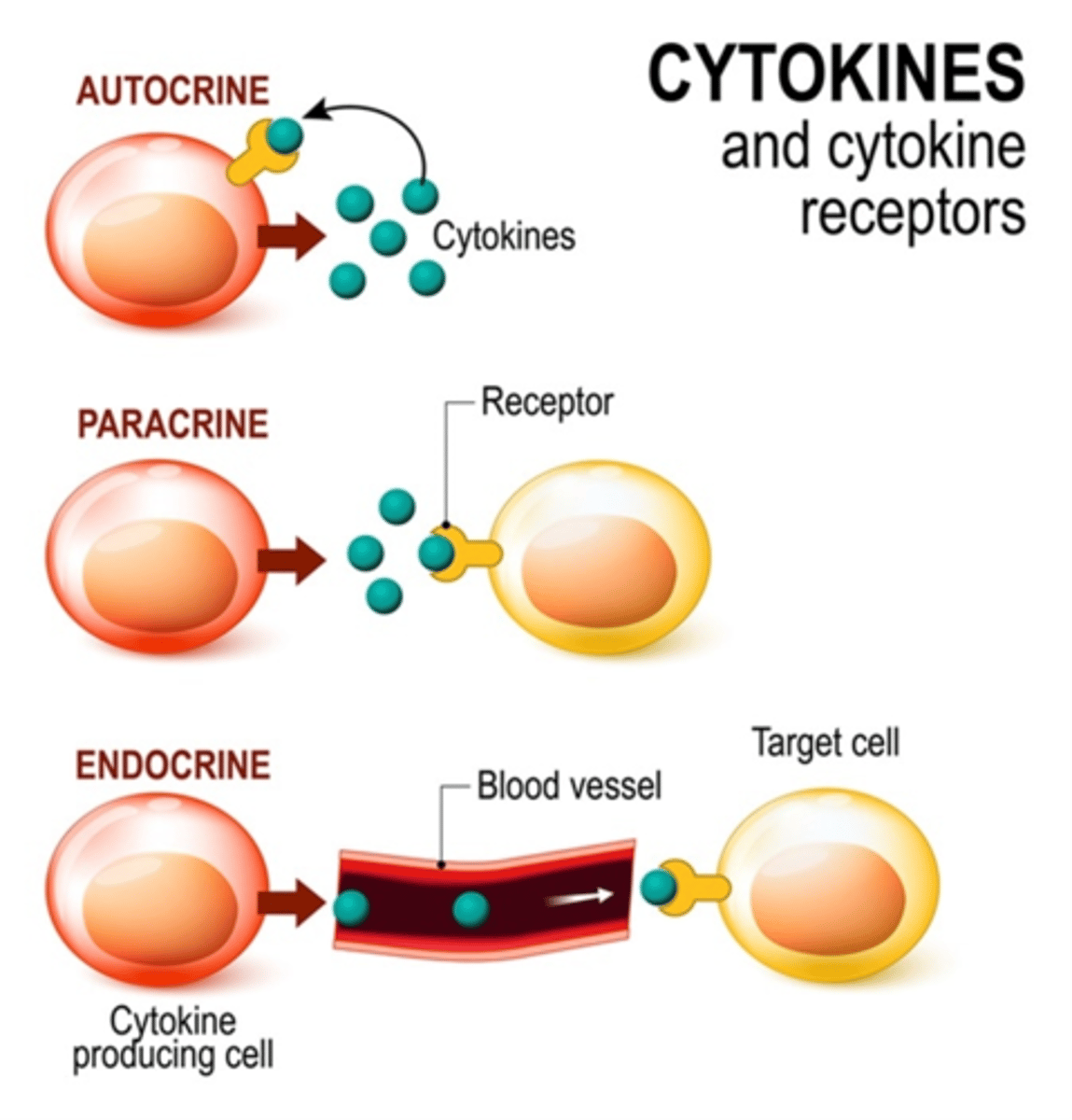 <p>-are secreted by different cells; including white blood cells(WBC)</p><p>-have immune function</p><p>-are secreted into the ISF; and diffuses to target( cytokines are similar to ligands; except that cytokines are more like chemical signals that are used between white blood cells to communicate when there are pathogens that need to be destroyed)</p>