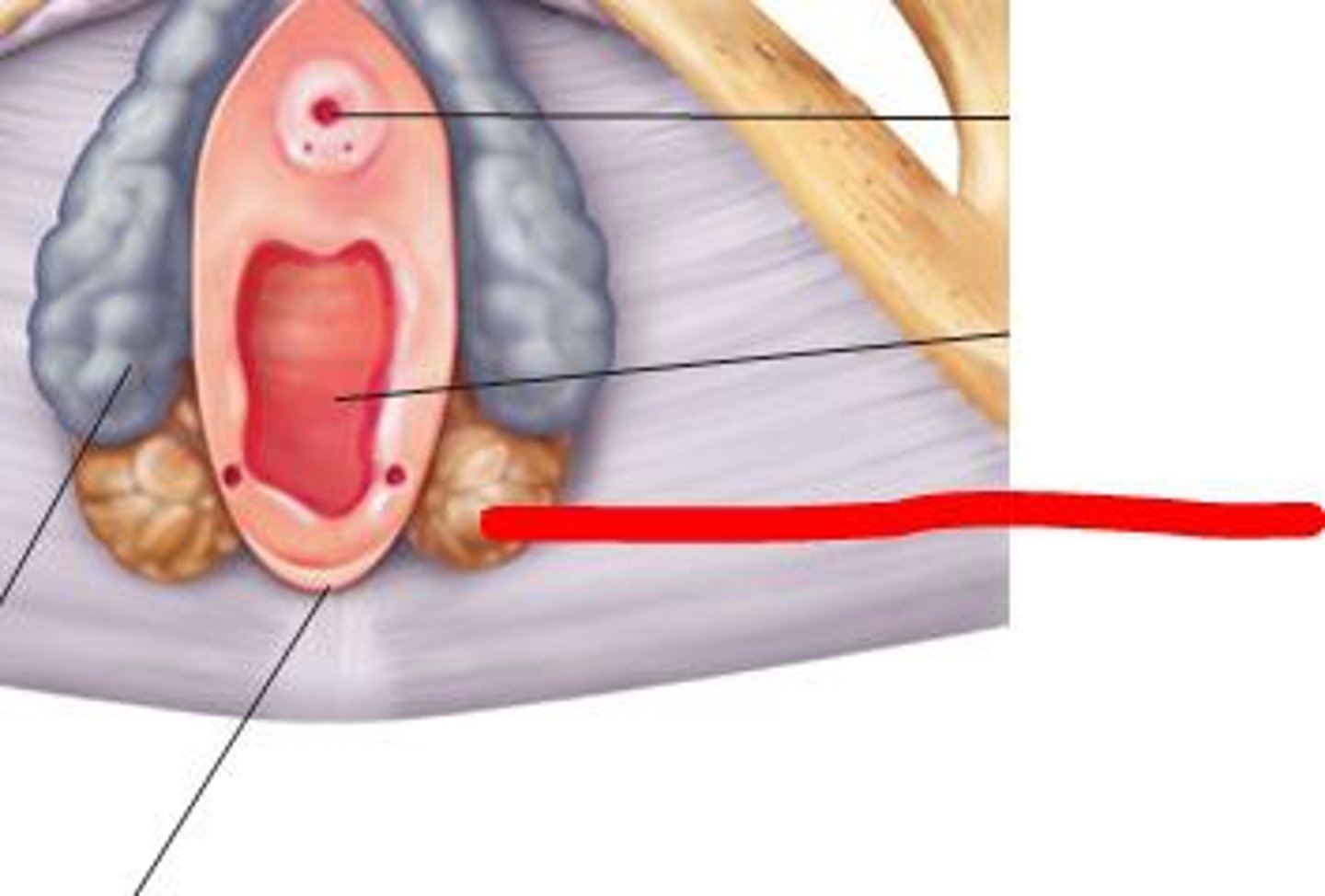 <p>Located at the opening of the vagina to the outside, lubricates the vaginal surface for intercourse</p>