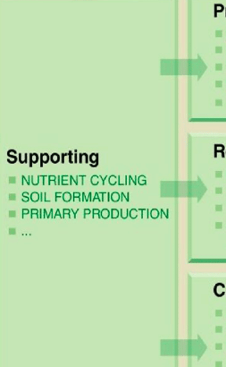 <p>Ecosystem services that are necessary for the production of all other ecosystem services (biomass production, oxygen production, soil formation, soil retention, nutrient cycling, water cycling, providing of habitats, etc)</p>