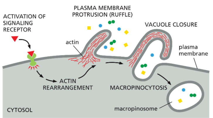 <ol><li><p> activation of signaling receptor</p></li><li><p>Actin rearrangement</p></li><li><p>Plasma membrane protrusion</p></li><li><p>vacuole closure</p></li><li><p>macropinocytosis</p></li></ol><p>? = actin</p><p></p>