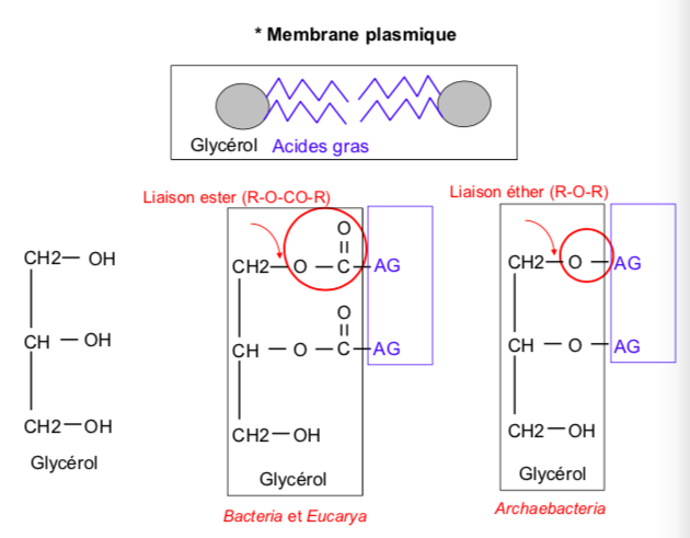 <p>liaison ether R-O-R</p>