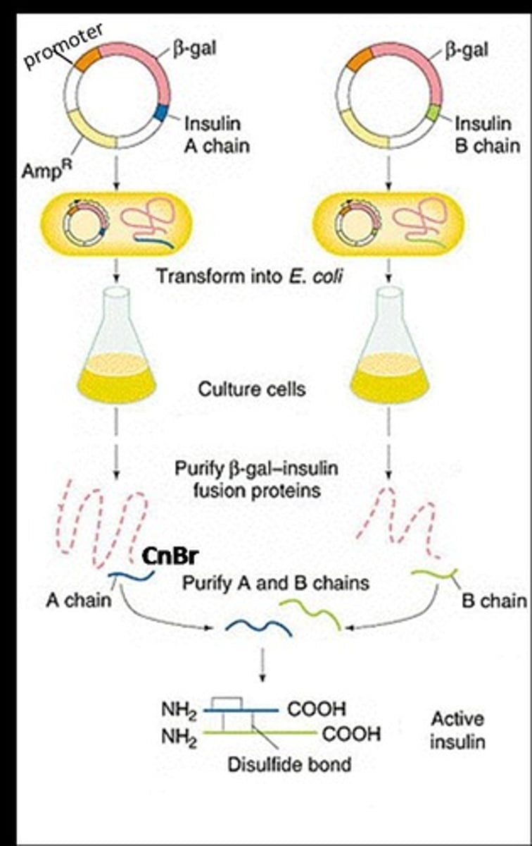 <p>Molecules that contain DNA from two different sources.</p>