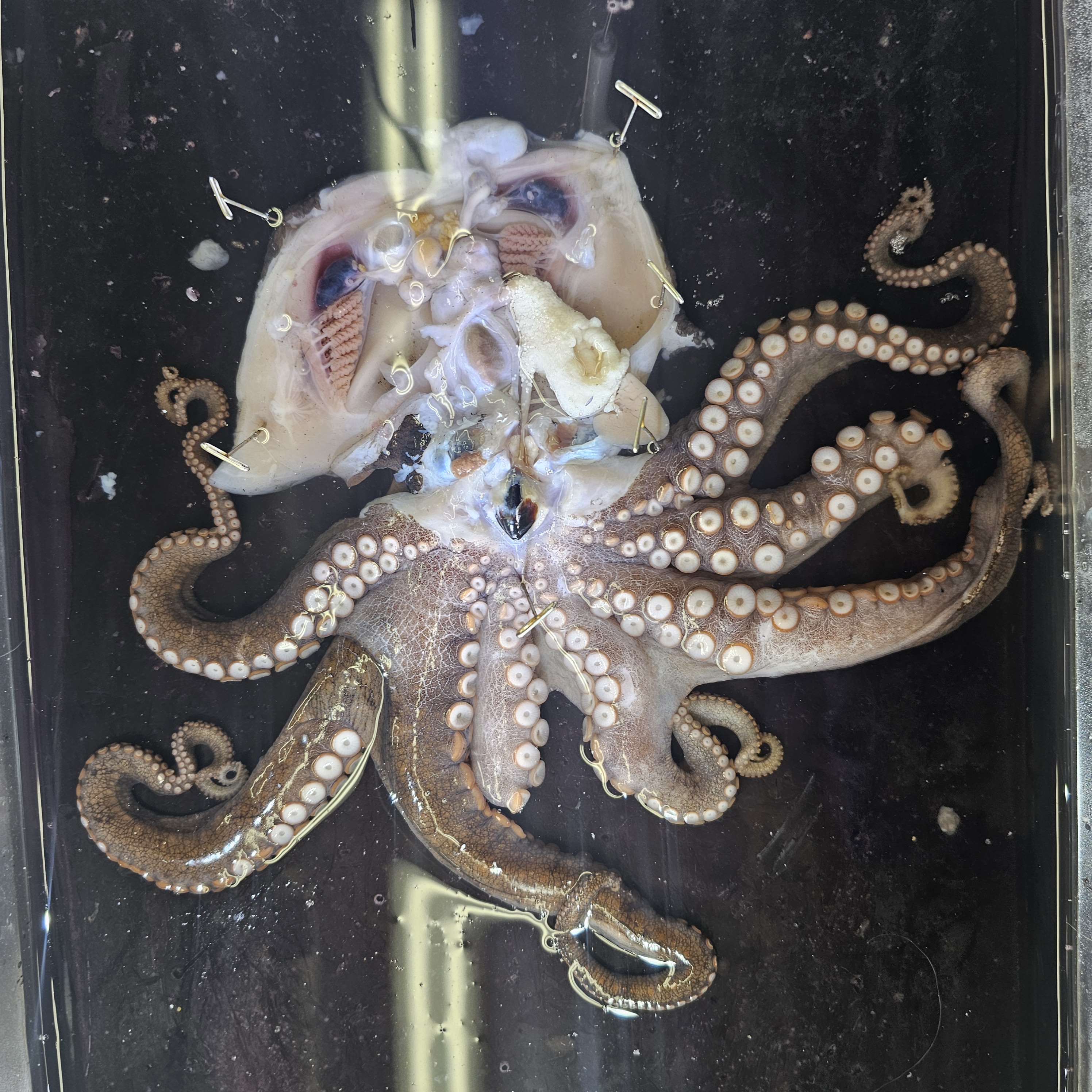 <p>Octopus Bimaculoides</p>