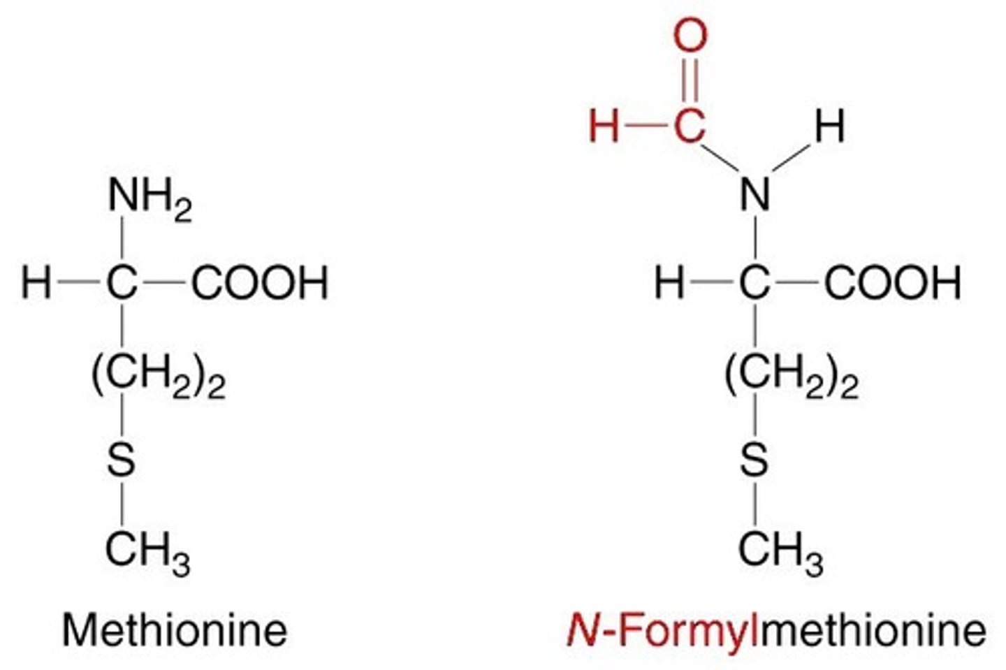 <p>(D) Prokaryotic, Eukaryotic</p><p>During translation in Prokaryotic cells, the first amino acid in the polypeptide chain is formylmethionine. During translation in Eukaryotic cells, the first amino acid in the polypeptide chain is methionine.</p>
