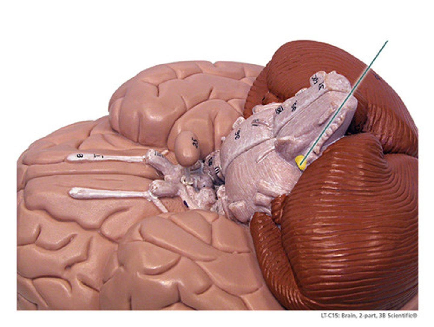 <p>Sensory and motor</p>