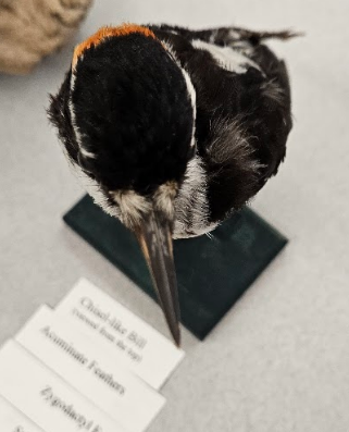 <p>the tip of the bill is cut at an angle</p>