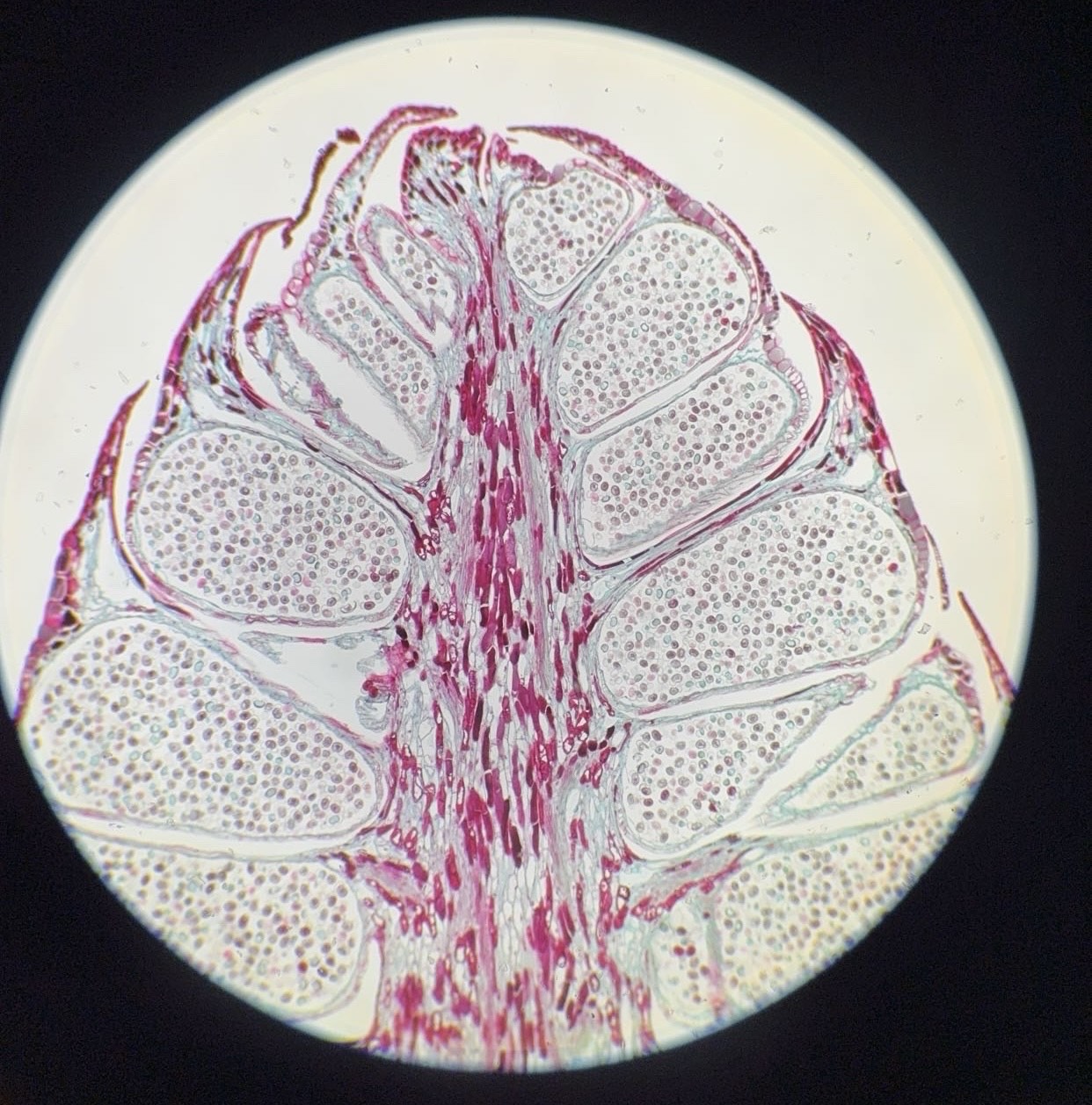 <p><span>What is this organism?</span></p>