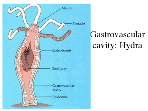 a single opening to a pouch-like cavity serves as both mouth and ASS
