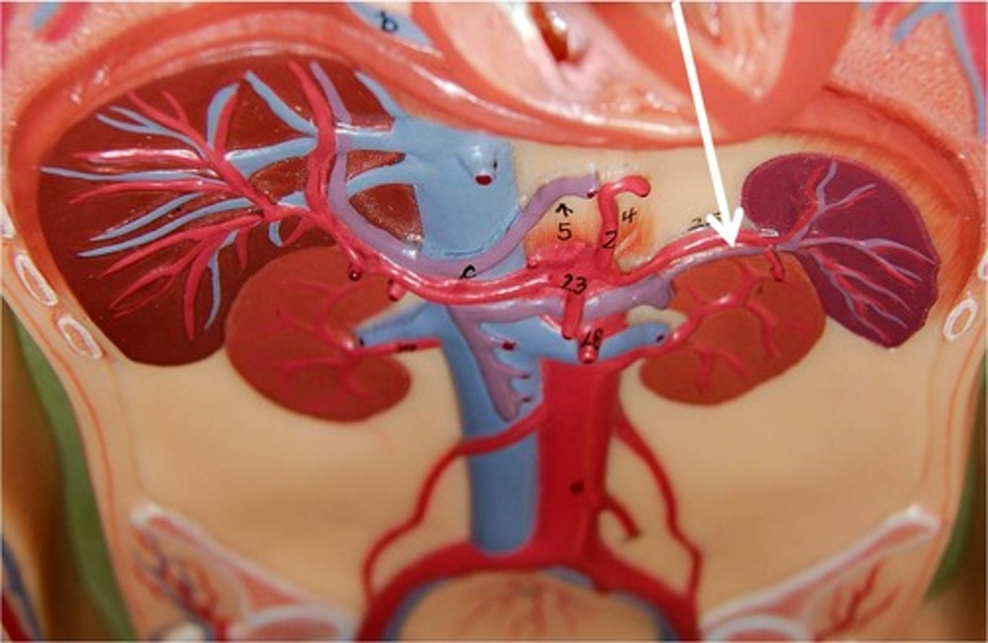 <p>A vein that drains blood from the spleen.</p>