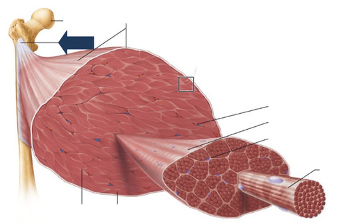<p>Connects muscle to bone</p>