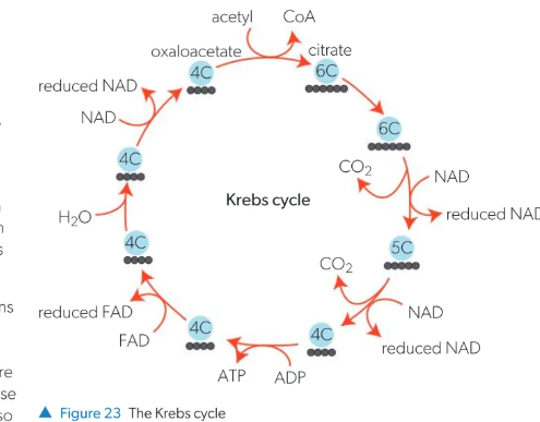 <p>cycle of oxidation of acetyl groups in the matrix of the mitochondrion. essential for aerobic respiration</p>