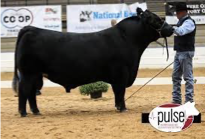 <p>Breed: Chianina</p><p style="text-align: center">Origin: <strong>Italy</strong></p><p style="text-align: center">Distinction: Terminal sire breed to produce beef market. Known for high cutability and black pigmentations with a white or gray coat.</p><p></p>