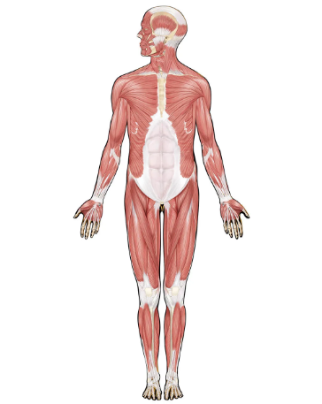 <p>Muscular System</p>