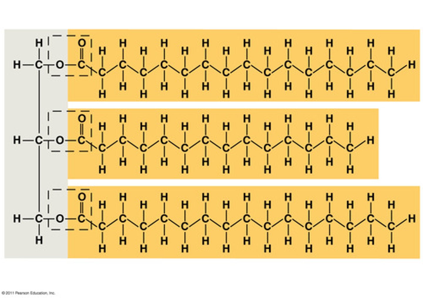 <p>1 glycerol condensed with 3 fatty acids nonpolar C-H bonds in fatty acid "tails"</p>