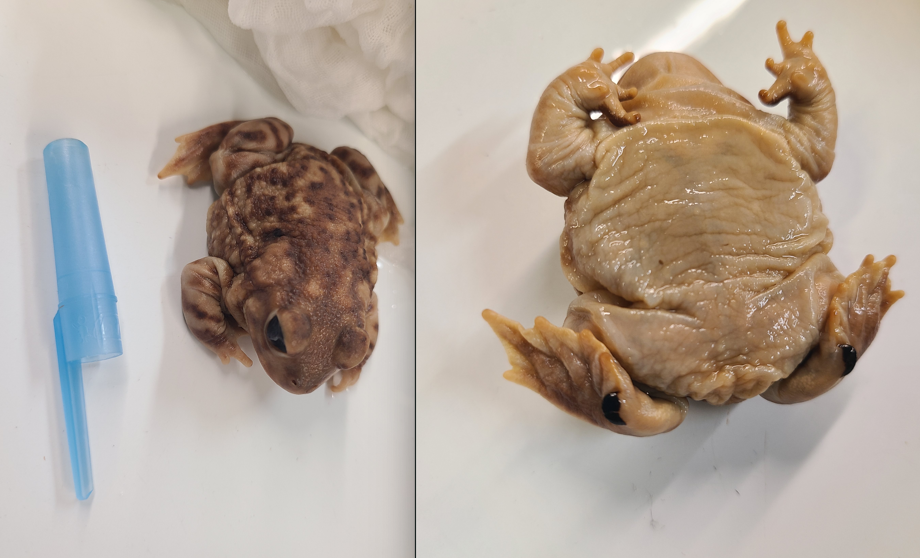 <p>Scientific name and distinguishing feature</p>