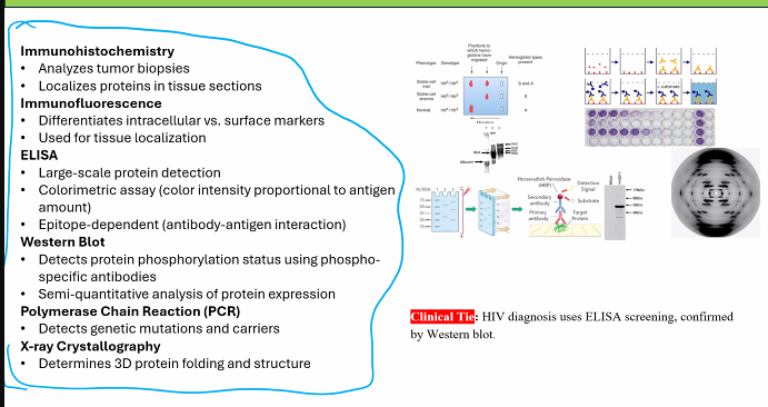 <p>This is an excellent review of key laboratory techniques. Based on the uses you've listed, we can determine the most appropriate technique for each scenario.</p><p class="ds-markdown-paragraph">Here is a structured breakdown matching each diagnostic goal with the most suitable technique(s).</p><div data-type="horizontalRule"><hr></div><p>1. To <strong>analyze cancer tumor biopsies</strong> for assessing patient responsiveness to therapy</p><p class="ds-markdown-paragraph">This often involves measuring specific protein biomarkers (like HER2 in breast cancer or PD-L1 in lung cancer) to see if a targeted therapy is suitable.</p><ul><li><p class="ds-markdown-paragraph"><strong>Primary Technique:</strong> <strong>Immunohistochemistry (IHC)</strong></p><ul><li><p class="ds-markdown-paragraph"><strong>Why:</strong> <strong>IHC</strong> uses<strong> antibodies</strong> to <strong>detect specific proteins </strong>directly in a <strong>thin slice of the tumor tissue</strong>. It reveals not just the presence/amount of the protein, but also <strong>which cells within the complex tumor tissue are expressing it</strong> and the <strong>subcellular localization</strong> (membrane, cytoplasm, nucleus). This is critical for diagnosing targets like HER2 (a membrane receptor).</p></li><li><p class="ds-markdown-paragraph">Immunohistochemistry (class)</p><p>• Analyzes tumor biopsies</p><p>• Localizes proteins in tissue sections</p></li></ul></li></ul><p class="ds-markdown-paragraph"><strong>immunohistochemistry (IHC) is for BOTH cancer (biopsies) and proteins (localizes proteins in tissue sections) </strong></p><p class="ds-markdown-paragraph">A biopsy is a medical procedure where a small sample of tissue or cells is removed from the body for examination under a microscope</p><ul><li><p class="ds-markdown-paragraph"><strong>Supporting Technique:</strong> <strong>Immunofluorescence</strong></p><ul><li><p class="ds-markdown-paragraph"><strong>Why:</strong> Similar to IHC <u>but uses fluorescent tags.</u> It can be more sensitive and allows for multiplexing (<u>detecting multiple markers at once</u>). Often used in research and increasingly in clinical diagnostics.</p></li><li><p class="ds-markdown-paragraph">Immunofluorescence</p><p>• <strong>Differentiates intracellular vs. surface markers (can detect multiple markers at once) </strong></p><p><strong>• Used for tissue localization</strong></p></li></ul></li></ul><p>2. For<strong> testing large-scale samples</strong></p><p class="ds-markdown-paragraph">This requires a technique that is automated, rapid, and cost-effective for processing hundreds or thousands of samples, like population screening.</p><ul><li><p class="ds-markdown-paragraph"><strong>Primary Technique:</strong> <strong>ELISA (Enzyme-Linked Immunosorbent Assay)</strong></p><ul><li><p class="ds-markdown-paragraph"><strong>Why:</strong> ELISA is perfectly designed for high-throughput analysis. It can be performed in multi-well plates, is highly automatable, and provides a <strong>quantitative readout of a specific protein or antigen in a sample</strong> (e.g., serum, plasma, cell lysates).</p></li><li><p class="ds-markdown-paragraph"><strong>Large-scale protein detection</strong></p><p><strong>• Colorimetric assay (color intensity proportional to antigen</strong></p><p><strong>amount)</strong></p><p><strong>• Epitope-dependent (antibody-antigen interaction</strong></p></li></ul></li></ul><p>3. For assessing the<strong> phosphorylation status of proteins</strong></p><p class="ds-markdown-paragraph">This requires detecting a specific, small post-translational modification on a protein.</p><ul><li><p class="ds-markdown-paragraph"><strong>Primary Technique:</strong> <strong>Western Blot</strong></p><ul><li><p class="ds-markdown-paragraph"><strong>Why:</strong> Western Blot is the gold standard for this. Researchers use <strong>phospho-specific antibodies</strong> that <strong>only bind the protein when it is phosphorylated at a specific amino acid. </strong>By running a parallel blot with a "total protein" antibody, <strong>you can determine the fraction of the protein that is phosphorylated</strong>. <strong>SDS-PAGE is the first step in a Western Blot.</strong></p></li></ul></li><li><p class="ds-markdown-paragraph">Detects protein phosphorylation status using phospho-</p><p>specific antibodies</p><p>• Semi-quantitative analysis of protein expression</p></li></ul><p>4. For differentiating between various genetic conditions and their carriers</p><p class="ds-markdown-paragraph"><strong>This requires analyzing DNA to identify mutations, SNPs, or gene rearrangements.</strong></p><p class="ds-markdown-paragraph"><strong>PCR: Detects genetic mutations and carriers</strong></p><ul><li><p class="ds-markdown-paragraph"><strong>Primary Technique:</strong> <strong>Polymerase Chain Reaction (PCR)</strong> and its variants (e.g., qPCR, RT-PCR, DNA sequencing).</p><ul><li><p class="ds-markdown-paragraph"><strong>Why:</strong> PCR is the fundamental tool for DNA analysis. It can amplify a specific gene or region of interest from a tiny sample, <strong>allowing for the detection of disease-causing mutations</strong> (e.g., in <em>BRCA1</em> for breast cancer) and the <strong>identification of carriers (heterozygotes)</strong>. <strong>Southern Blot</strong> was historically used for this but has largely been replaced by PCR-based methods due to their speed and sensitivity.</p></li></ul></li></ul><p>5. For differentiating intracellular vs. surface markers and among different tissues</p><p class="ds-markdown-paragraph">This requires visualizing the location of a marker within the context of an intact cell or tissue.</p><ul><li><p class="ds-markdown-paragraph"><strong>For Different Tissues &amp; Cellular Localization:</strong> <strong>Immunohistochemistry (IHC)</strong> or <strong>Immunofluorescence</strong> on tissue sections.</p><ul><li><p class="ds-markdown-paragraph"><strong>Why:</strong> As in point #1, these techniques provide spatial context, clearly showing if a marker is on the cell surface, in the cytoplasm, or in the nucleus, and which tissue types express it.</p></li></ul></li><li><p class="ds-markdown-paragraph"><strong>For Differentiating Surface vs. Intracellular in Cell Suspensions:</strong> <strong>Flow Cytometry</strong> (while not on your list, is the standard technique). If we must choose from the list, <strong>Immunofluorescence</strong> combined with microscopy, using cell permeabilization (to see intracellular markers) vs. non-permeabilization (to see only surface markers).</p></li></ul><p>Summary Table of Technique Applications</p><table style="min-width: 75px;"><colgroup><col style="min-width: 25px;"><col style="min-width: 25px;"><col style="min-width: 25px;"></colgroup><tbody><tr><th colspan="1" rowspan="1" style="border-bottom: 1.06667px solid rgba(0, 0, 0, 0.12); font: 500 15px / 25px quote-cjk-patch, Inter, system-ui, -apple-system, BlinkMacSystemFont, &quot;Segoe UI&quot;, Roboto, Oxygen, Ubuntu, Cantarell, &quot;Open Sans&quot;, &quot;Helvetica Neue&quot;, sans-serif; border-top: none; padding: 10px 16px 10px 0px; text-align: left;"><p><strong>Diagnostic Goal</strong></p></th><th colspan="1" rowspan="1" style="border-bottom: 1.06667px solid rgba(0, 0, 0, 0.12); font: 500 15px / 25px quote-cjk-patch, Inter, system-ui, -apple-system, BlinkMacSystemFont, &quot;Segoe UI&quot;, Roboto, Oxygen, Ubuntu, Cantarell, &quot;Open Sans&quot;, &quot;Helvetica Neue&quot;, sans-serif; border-top: none; padding: 10px 16px; text-align: left;"><p><strong>Primary Technique(s)</strong></p></th><th colspan="1" rowspan="1" style="border-bottom: 1.06667px solid rgba(0, 0, 0, 0.12); font: 500 15px / 25px quote-cjk-patch, Inter, system-ui, -apple-system, BlinkMacSystemFont, &quot;Segoe UI&quot;, Roboto, Oxygen, Ubuntu, Cantarell, &quot;Open Sans&quot;, &quot;Helvetica Neue&quot;, sans-serif; border-top: none; padding: 10px 16px; text-align: left;"><p><strong>Key Reason</strong></p></th></tr><tr><td colspan="1" rowspan="1" style="border-bottom: 1.06667px solid rgba(0, 0, 0, 0.1); font: 400 15px / 25px quote-cjk-patch, Inter, system-ui, -apple-system, BlinkMacSystemFont, &quot;Segoe UI&quot;, Roboto, Oxygen, Ubuntu, Cantarell, &quot;Open Sans&quot;, &quot;Helvetica Neue&quot;, sans-serif; min-width: 100px; max-width: max(30vw, 320px); padding: 10px 16px 10px 0px;"><p><strong>Analyze tumor biopsies</strong></p></td><td colspan="1" rowspan="1" style="border-bottom: 1.06667px solid rgba(0, 0, 0, 0.1); font: 400 15px / 25px quote-cjk-patch, Inter, system-ui, -apple-system, BlinkMacSystemFont, &quot;Segoe UI&quot;, Roboto, Oxygen, Ubuntu, Cantarell, &quot;Open Sans&quot;, &quot;Helvetica Neue&quot;, sans-serif; min-width: 100px; max-width: max(30vw, 320px); padding: 10px 16px;"><p>Immunohistochemistry (IHC)</p></td><td colspan="1" rowspan="1" style="border-bottom: 1.06667px solid rgba(0, 0, 0, 0.1); font: 400 15px / 25px quote-cjk-patch, Inter, system-ui, -apple-system, BlinkMacSystemFont, &quot;Segoe UI&quot;, Roboto, Oxygen, Ubuntu, Cantarell, &quot;Open Sans&quot;, &quot;Helvetica Neue&quot;, sans-serif; min-width: 100px; max-width: max(30vw, 320px); padding: 10px 0px 10px 16px;"><p>Provides cellular and subcellular localization in tissue context.</p></td></tr><tr><td colspan="1" rowspan="1" style="border-bottom: 1.06667px solid rgba(0, 0, 0, 0.1); font: 400 15px / 25px quote-cjk-patch, Inter, system-ui, -apple-system, BlinkMacSystemFont, &quot;Segoe UI&quot;, Roboto, Oxygen, Ubuntu, Cantarell, &quot;Open Sans&quot;, &quot;Helvetica Neue&quot;, sans-serif; min-width: 100px; max-width: max(30vw, 320px); padding: 10px 16px 10px 0px;"><p><strong>Test large-scale samples</strong></p></td><td colspan="1" rowspan="1" style="border-bottom: 1.06667px solid rgba(0, 0, 0, 0.1); font: 400 15px / 25px quote-cjk-patch, Inter, system-ui, -apple-system, BlinkMacSystemFont, &quot;Segoe UI&quot;, Roboto, Oxygen, Ubuntu, Cantarell, &quot;Open Sans&quot;, &quot;Helvetica Neue&quot;, sans-serif; min-width: 100px; max-width: max(30vw, 320px); padding: 10px 16px;"><p>ELISA (Enzyme-Linked Immunosorbent Assay)</p></td><td colspan="1" rowspan="1" style="border-bottom: 1.06667px solid rgba(0, 0, 0, 0.1); font: 400 15px / 25px quote-cjk-patch, Inter, system-ui, -apple-system, BlinkMacSystemFont, &quot;Segoe UI&quot;, Roboto, Oxygen, Ubuntu, Cantarell, &quot;Open Sans&quot;, &quot;Helvetica Neue&quot;, sans-serif; min-width: 100px; max-width: max(30vw, 320px); padding: 10px 0px 10px 16px;"><p>High-throughput, automatable, and quantitative.</p></td></tr><tr><td colspan="1" rowspan="1" style="border-bottom: 1.06667px solid rgba(0, 0, 0, 0.1); font: 400 15px / 25px quote-cjk-patch, Inter, system-ui, -apple-system, BlinkMacSystemFont, &quot;Segoe UI&quot;, Roboto, Oxygen, Ubuntu, Cantarell, &quot;Open Sans&quot;, &quot;Helvetica Neue&quot;, sans-serif; min-width: 100px; max-width: max(30vw, 320px); padding: 10px 16px 10px 0px;"><p><strong>Assess protein phosphorylation</strong></p></td><td colspan="1" rowspan="1" style="border-bottom: 1.06667px solid rgba(0, 0, 0, 0.1); font: 400 15px / 25px quote-cjk-patch, Inter, system-ui, -apple-system, BlinkMacSystemFont, &quot;Segoe UI&quot;, Roboto, Oxygen, Ubuntu, Cantarell, &quot;Open Sans&quot;, &quot;Helvetica Neue&quot;, sans-serif; min-width: 100px; max-width: max(30vw, 320px); padding: 10px 16px;"><p>Western Blot</p></td><td colspan="1" rowspan="1" style="border-bottom: 1.06667px solid rgba(0, 0, 0, 0.1); font: 400 15px / 25px quote-cjk-patch, Inter, system-ui, -apple-system, BlinkMacSystemFont, &quot;Segoe UI&quot;, Roboto, Oxygen, Ubuntu, Cantarell, &quot;Open Sans&quot;, &quot;Helvetica Neue&quot;, sans-serif; min-width: 100px; max-width: max(30vw, 320px); padding: 10px 0px 10px 16px;"><p>Uses phospho-specific antibodies for modification-specific detection.</p></td></tr><tr><td colspan="1" rowspan="1" style="border-bottom: 1.06667px solid rgba(0, 0, 0, 0.1); font: 400 15px / 25px quote-cjk-patch, Inter, system-ui, -apple-system, BlinkMacSystemFont, &quot;Segoe UI&quot;, Roboto, Oxygen, Ubuntu, Cantarell, &quot;Open Sans&quot;, &quot;Helvetica Neue&quot;, sans-serif; min-width: 100px; max-width: max(30vw, 320px); padding: 10px 16px 10px 0px;"><p><strong>Differentiate genetic conditions</strong></p></td><td colspan="1" rowspan="1" style="border-bottom: 1.06667px solid rgba(0, 0, 0, 0.1); font: 400 15px / 25px quote-cjk-patch, Inter, system-ui, -apple-system, BlinkMacSystemFont, &quot;Segoe UI&quot;, Roboto, Oxygen, Ubuntu, Cantarell, &quot;Open Sans&quot;, &quot;Helvetica Neue&quot;, sans-serif; min-width: 100px; max-width: max(30vw, 320px); padding: 10px 16px;"><p>Polymerase Chain Reaction (PCR)</p></td><td colspan="1" rowspan="1" style="border-bottom: 1.06667px solid rgba(0, 0, 0, 0.1); font: 400 15px / 25px quote-cjk-patch, Inter, system-ui, -apple-system, BlinkMacSystemFont, &quot;Segoe UI&quot;, Roboto, Oxygen, Ubuntu, Cantarell, &quot;Open Sans&quot;, &quot;Helvetica Neue&quot;, sans-serif; min-width: 100px; max-width: max(30vw, 320px); padding: 10px 0px 10px 16px;"><p>Amplifies and detects specific DNA sequences/mutations.</p></td></tr><tr><td colspan="1" rowspan="1" style="border-bottom: 1.06667px solid rgba(0, 0, 0, 0.1); font: 400 15px / 25px quote-cjk-patch, Inter, system-ui, -apple-system, BlinkMacSystemFont, &quot;Segoe UI&quot;, Roboto, Oxygen, Ubuntu, Cantarell, &quot;Open Sans&quot;, &quot;Helvetica Neue&quot;, sans-serif; min-width: 100px; max-width: max(30vw, 320px); padding: 10px 16px 10px 0px;"><p><strong>Differentiate marker localization</strong></p></td><td colspan="1" rowspan="1" style="border-bottom: 1.06667px solid rgba(0, 0, 0, 0.1); font: 400 15px / 25px quote-cjk-patch, Inter, system-ui, -apple-system, BlinkMacSystemFont, &quot;Segoe UI&quot;, Roboto, Oxygen, Ubuntu, Cantarell, &quot;Open Sans&quot;, &quot;Helvetica Neue&quot;, sans-serif; min-width: 100px; max-width: max(30vw, 320px); padding: 10px 16px;"><p>Immunohistochemistry (IHC) / Immunofluorescence</p></td><td colspan="1" rowspan="1" style="border-bottom: 1.06667px solid rgba(0, 0, 0, 0.1); font: 400 15px / 25px quote-cjk-patch, Inter, system-ui, -apple-system, BlinkMacSystemFont, &quot;Segoe UI&quot;, Roboto, Oxygen, Ubuntu, Cantarell, &quot;Open Sans&quot;, &quot;Helvetica Neue&quot;, sans-serif; min-width: 100px; max-width: max(30vw, 320px); padding: 10px 0px 10px 16px;"><p>Visualizes protein location within cells and tissues.</p></td></tr></tbody></table><p>Clarification on Other Listed Techniques</p><ul><li><p class="ds-markdown-paragraph"><strong>Mass Spectrometry:</strong> Excellent for identifying unknown proteins, sequencing peptides, and comprehensively analyzing post-translational modifications (including phosphorylation), but it is not typically the first choice for rapid, routine clinical diagnostics of a known biomarker.</p></li><li><p class="ds-markdown-paragraph"><strong>X-ray Crystallography:</strong> Used to determine the 3D atomic structure of a protein ("Protein Folding (3D)"), not for diagnostic testing of patient samples.</p></li><li><p class="ds-markdown-paragraph"><strong>SDS-PAGE:</strong> Separates proteins by size but does not identify them. It is a preparatory step for Western Blot.</p></li><li><p class="ds-markdown-paragraph"><strong>Northern Blot:</strong> Used to study RNA expression (mostly replaced by RT-qPCR and RNA-Seq).</p></li><li><p class="ds-markdown-paragraph"><strong>Southern Blot:</strong> Used to study DNA structure (mostly replaced by PCR and sequencing).</p></li></ul><p>Clinical Tie: HIV Diagnosis Algorithm</p><p class="ds-markdown-paragraph">Your clinical example is a perfect real-world application of how these techniques are used in tandem, leveraging their respective strengths and weaknesses.</p><p class="ds-markdown-paragraph">The standard diagnostic algorithm for HIV is a two-step process:</p><ol><li><p class="ds-markdown-paragraph"><strong>Screening: ELISA</strong></p><ul><li><p class="ds-markdown-paragraph"><strong>Why?</strong> <strong>High Sensitivity.</strong> ELISA is designed to <strong>screen millions of samples cheaply and rapidly.</strong> Its extreme sensitivity ensures that it misses very few true positive cases (it has a very low false-negative rate).</p></li><li><p class="ds-markdown-paragraph"><strong>The Catch:</strong> A very sensitive test can sometimes be less specific, leading to false positives (e.g., from cross-reactivity with other antibodies).</p></li></ul></li><li><p class="ds-markdown-paragraph"><strong>Confirmation: Western Blot</strong></p><ul><li><p class="ds-markdown-paragraph"><strong>Why?</strong> <strong>High Specificity.</strong> The <strong>Western Blot</strong> is used to<strong> confirm a positive ELISA result.</strong> It <strong>doesn't just detect "anti-HIV antibodies"; it detects antibodies against <em>specific HIV proteins</em> (e.g., p24, gp41, gp120). A positive result requires a specific banding pattern.</strong></p></li><li><p class="ds-markdown-paragraph"><strong>This two-tiered approach</strong> provides a result that is both highly sensitive (thanks to the ELISA) and highly specific (thanks to the Western Blot).</p></li></ul></li></ol><p class="ds-markdown-paragraph"><strong><em>Note:</em></strong> <em>While this ELISA/Western Blot algorithm was the standard for decades, many modern testing guidelines now use a combination of </em><strong><em>4th generation ELISA</em></strong><em> (which detects both HIV antibody and p24 antigen) and a </em><strong><em>differentiation immunoassay</em></strong><em> for confirmation, which is faster. However, the principle of a highly sensitive screening test followed by a highly specific confirmatory test remains the same, and the ELISA/Western Blot combo is a classic teaching example.</em></p><p class="ds-markdown-paragraph">Your breakdown demonstrates a strong understanding of how the principles of each technique directly dictate its diagnostic application. Well done.</p>