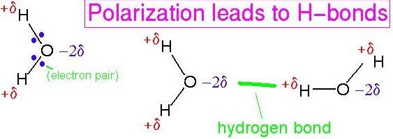 <p><strong>internal polar</strong> (hydrophilic )  <strong>covalent</strong>  ( no equal sharing b/c oxygen is more electroneg. ) causes <strong>external hydrogen bonds</strong> ( - and + molecules attract )</p>