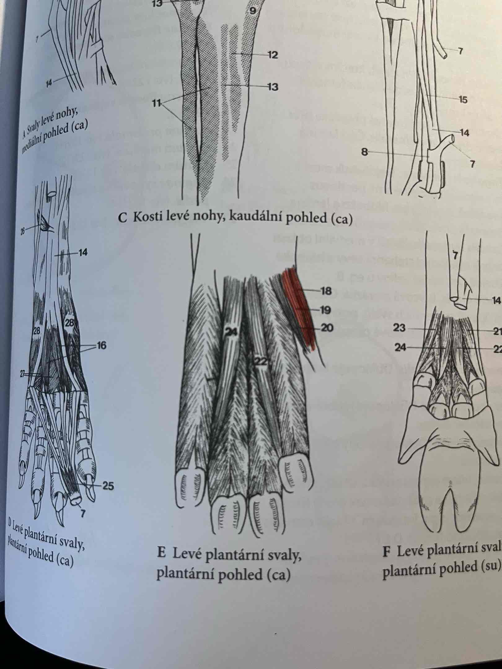<p>je-li u psa vyvinut první prst, svaly jsou upraveny jako na hrudní končetině</p><p>m. flexor digiti primi brevis - střední sval na plantarní ploše metatarzu č.19</p><p>m. abductor digiti primi - mediální plantarní ploše metatarzu</p><p>č.18</p>