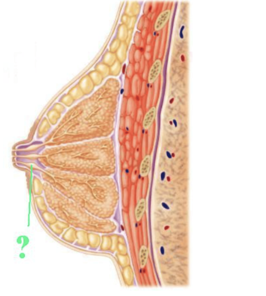 <p>lactiferous sinus</p>