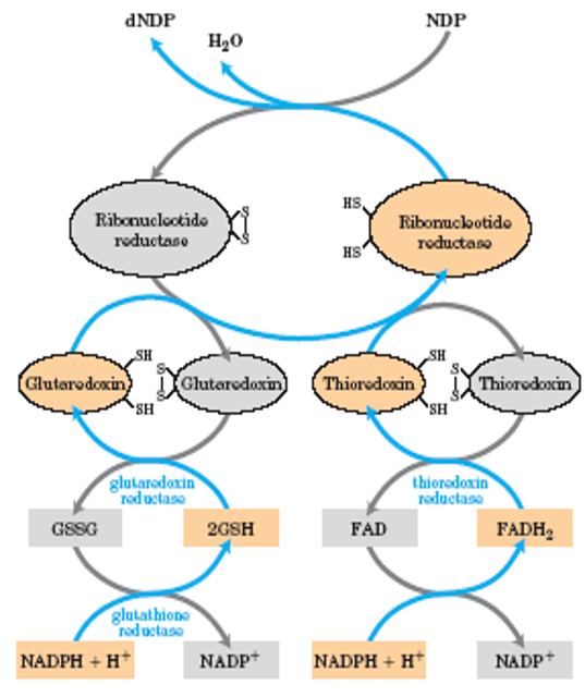 <ul><li><p>electrons transmitted to enzyme from NADPH by (a) glutaredoxin or (b) thioredoxin</p></li><li><p>sulfide groups in glutaredoxin reductase are contributed by 2 molecules of bound glutathione</p></li><li><p>thioredoxin reductase is flavoenzyme, with FAD as prosthetic group</p></li></ul><p></p>