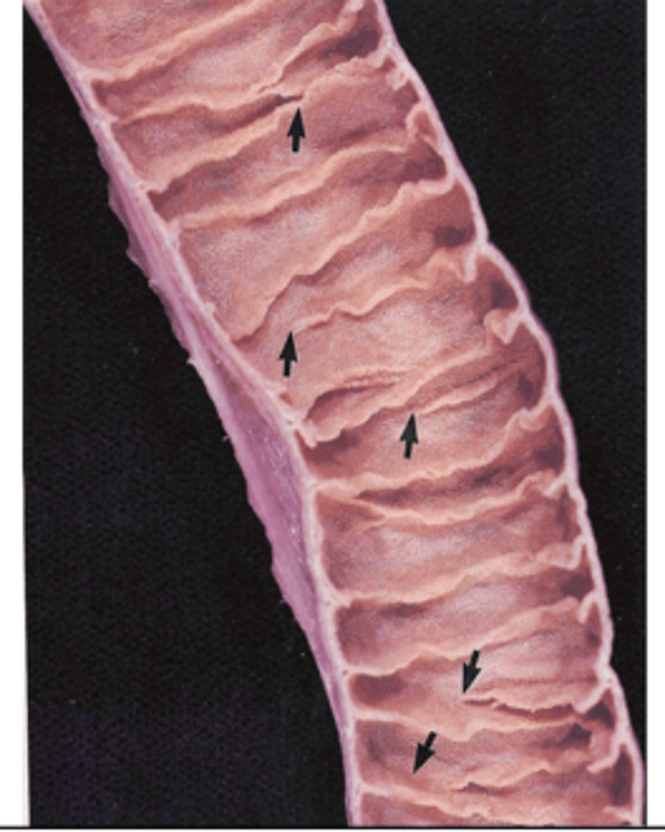 knowt flashcard image