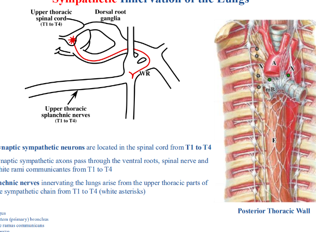 <p>-presynaptic sympathetic neurons located in spinal cord from T1 to T4</p><p>-presynaptic sympathetic axons pass through the ventral roots, spinal nerve, and white rami communicantes from T1 to T4</p><p>-splanchnic nerves innervating the lungs arise from the upper thoracic parts of the sympathetic chain from T1 to T4 (white asterisks)</p>