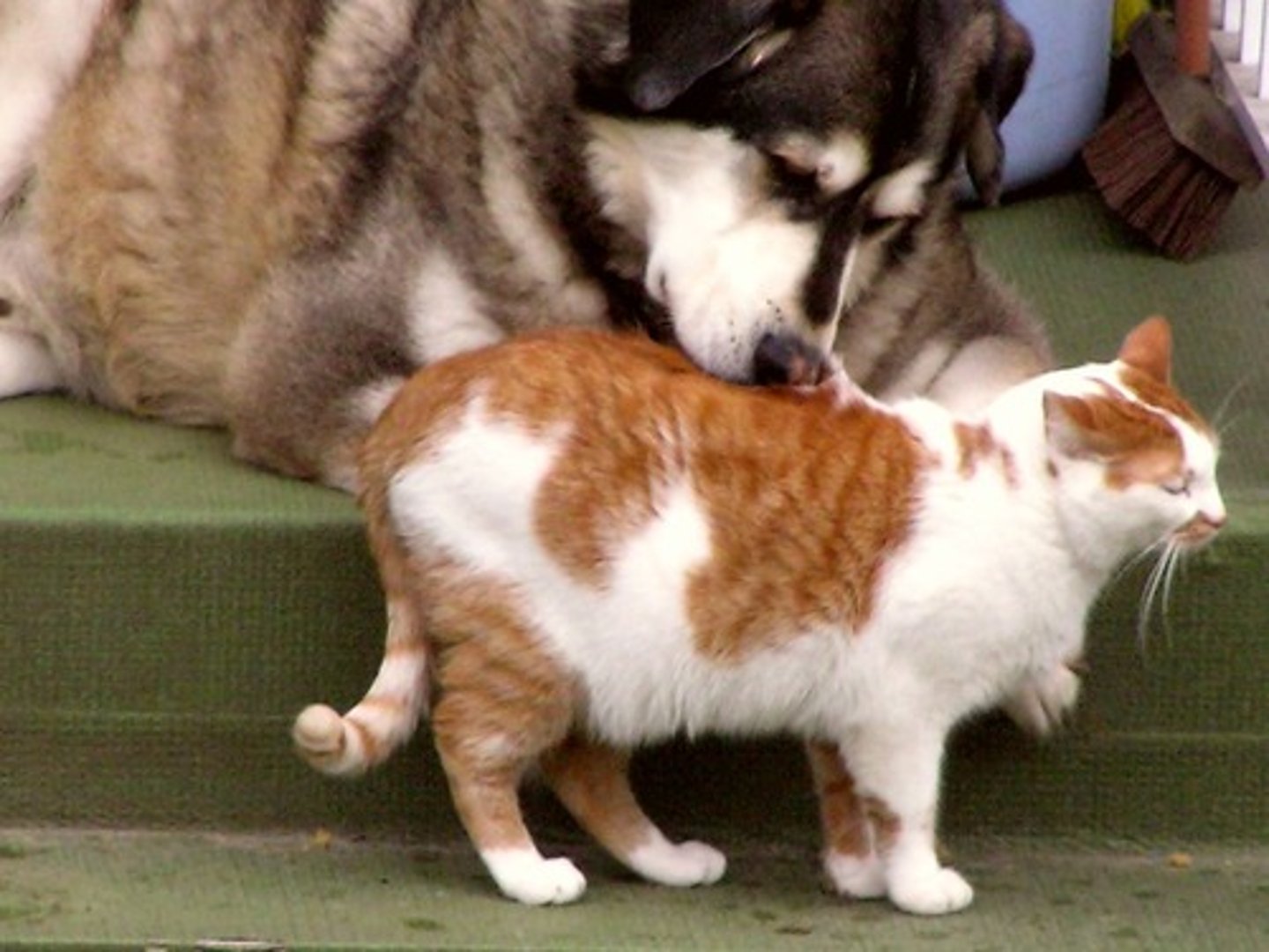 <p>Competition between different species</p>