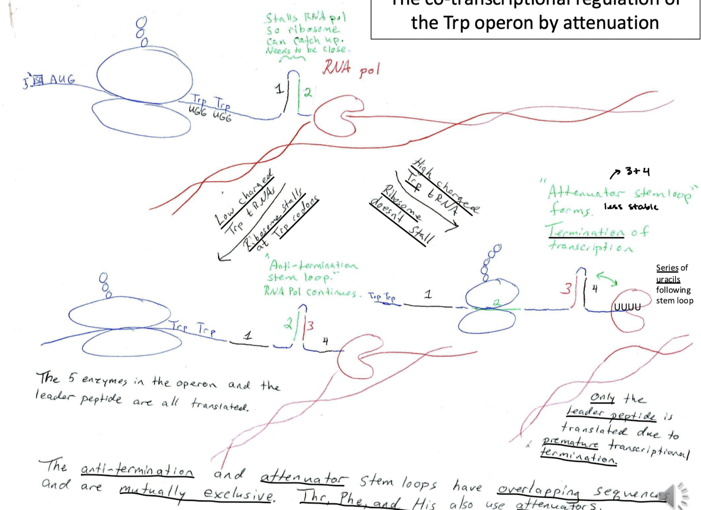 <p>High concentrations of Trp in the cell mean high concentrations of Trp charged tRNA in the cell. The ribosome will not stall at the Trp codons ahead of the first region because it will easily incorporate Trp into the nascent chain. Regions 3+4 will form the attenuator stem loop for termination of transcription. RNAP will terminate transcription and dissociate at the series of uracils following the stem loop. Only the leader peptide is translated due to premature transcriptional termination.</p>