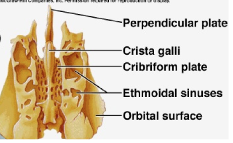 <p>contains cribform plate and crista galli</p>