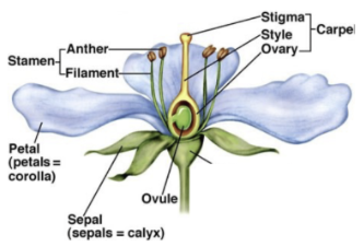 <p>female (carpel): stigma, style, ovary (tissue around ovule), ovule</p><p>male (stamen): anther, filament</p><p>later plants enclose carpels and stamen in sepals and petals</p>