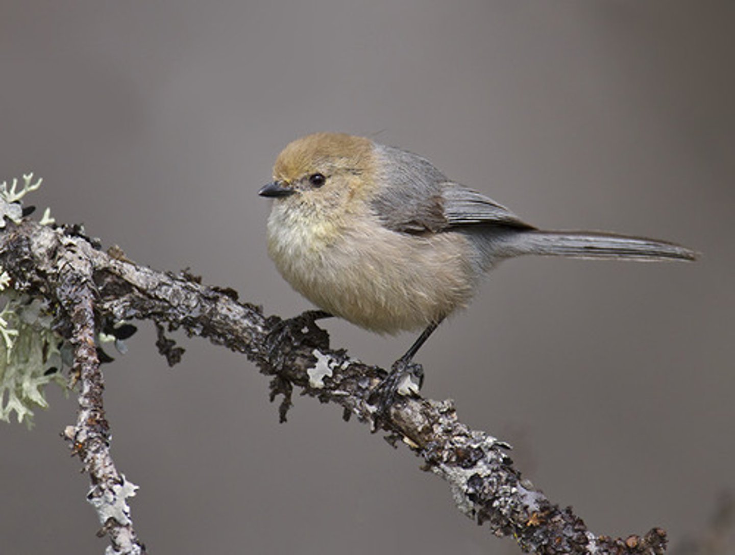 <p>Scrub and woodland habitats</p>