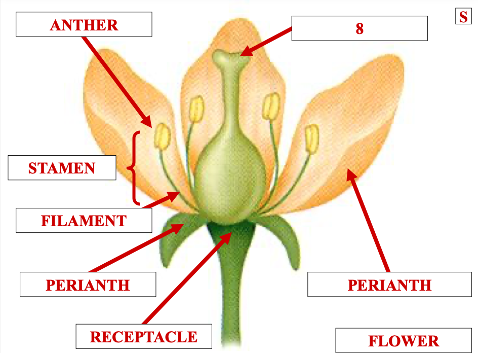 <p>name structure 8</p>