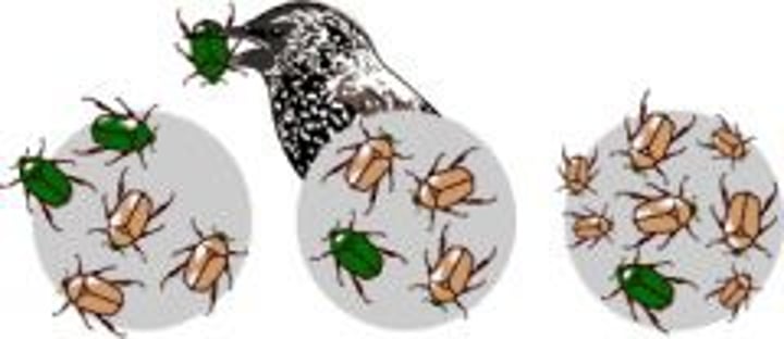 <p>Darwin hypothesized that individuals have natural variations among heritable traits, some are more suitable than others (adaptations)</p>