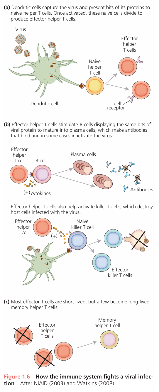 <p>Your body tries to fight HIV the same way it fights any virus.</p><ol><li><p class="ds-markdown-paragraph"><strong>The Alarm:</strong> Special immune cells (dendritic cells) find the HIV virus and act like scouts. They grab a piece of the virus and take it to the "command center" (a lymph node).</p></li><li><p class="ds-markdown-paragraph"><strong>Calling for Backup:</strong> In the command center, they show the virus piece to the "generals" of the immune system, called <strong>helper T cells</strong>. This activates the helper T cells.</p></li><li><p class="ds-markdown-paragraph"><strong>Launching the Attack:</strong> The activated helper T cells start giving orders. They tell other parts of the immune system to fight:</p><ul><li><p class="ds-markdown-paragraph">They tell <strong>B cells</strong> to make <strong>antibodies</strong>, which are like sticky tags that attach to the virus to mark it for destruction.</p></li><li><p class="ds-markdown-paragraph">They activate <strong>killer T cells</strong>, which hunt down and destroy your own body's cells that are already infected with the virus.</p></li></ul></li><li><p class="ds-markdown-paragraph"><strong>Creating Memory:</strong> After the fight, most of these helper T cells die off. But a few turn into <strong>"memory cells"</strong> that stay in your body, ready to react quickly if HIV shows up again.</p></li></ol><p class="ds-markdown-paragraph"><strong>The Big Problem with HIV:</strong><br>The tricky part is that HIV specifically attacks and destroys the very same <strong>helper T cells</strong> that are trying to coordinate the fight. Over time, the virus slowly wins this battle, weakening the immune system and making it hard for the body to defend itself.</p>