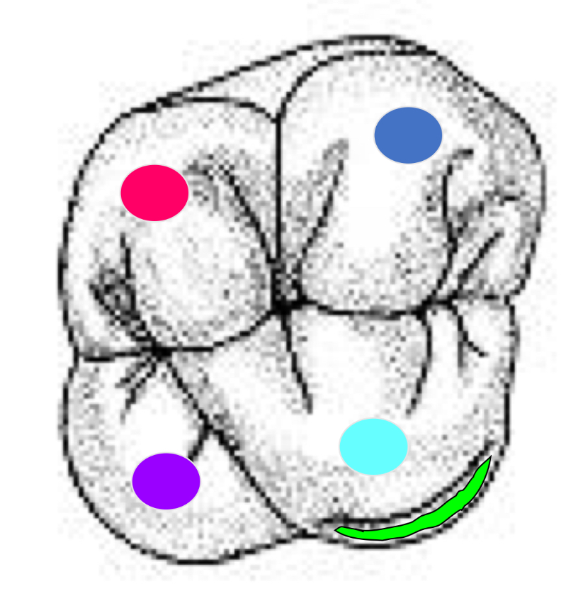<p>Name the tooth and hi-lighted portions</p>