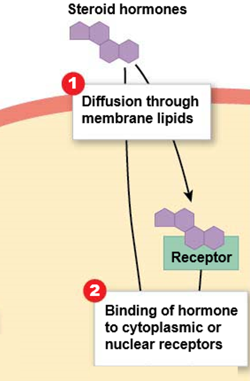 <p><mark data-color="green">Intracellular receptors: steroid hormones</mark></p><p>Can you label, describe and explain what this diagram is/shows?</p>