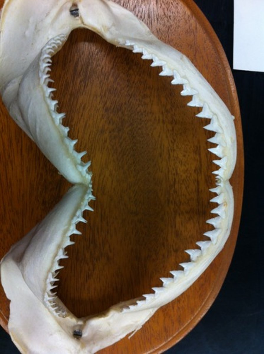 <p>term for teeth are continuously replaced</p>