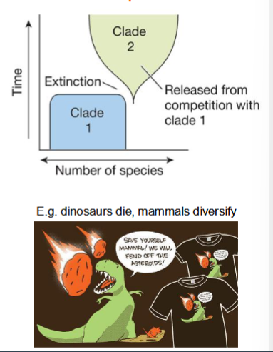 <p>one taxon takes advantage of the other ‘s absence</p><p></p><p>e.g. mammals diversified when dinosaurs died</p>