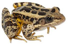 Pickerel Frog