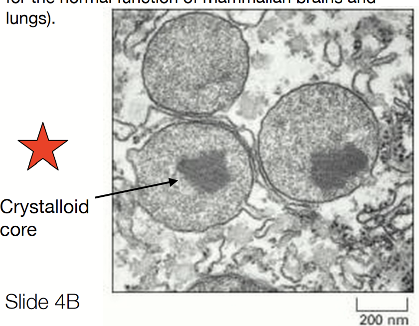 <p>Contains enzymes that break down fatty acids into smaller molecules used for biosynthesis. Detoxifies certain molecules.</p><p>Found in virtually all eukaryotic cells.</p><ul><li><p>Catabolism of very long chain fatty acids</p></li><li><p>Reduction of reactive oxygen species</p></li><li><p>Biosynthesis plasmalogens (phospholipids critical for the normal function of mammalian brains and lungs)</p></li><li><p><strong>Critical to bring different species together!</strong></p></li></ul><p>Have a <strong>crystalloid core</strong> (denser area).</p>