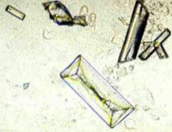 term image